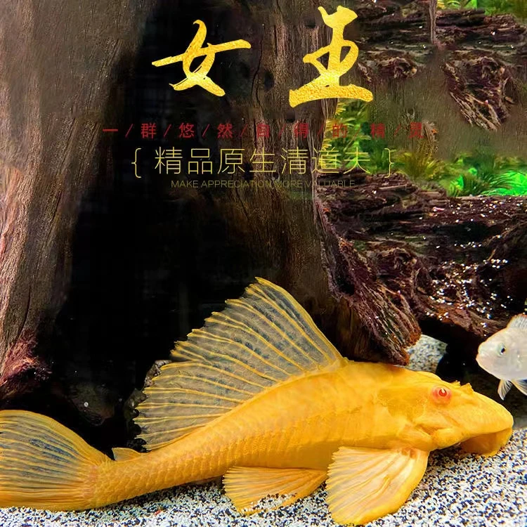 大尺寸黄金清洁鱼女王大帆清道夫