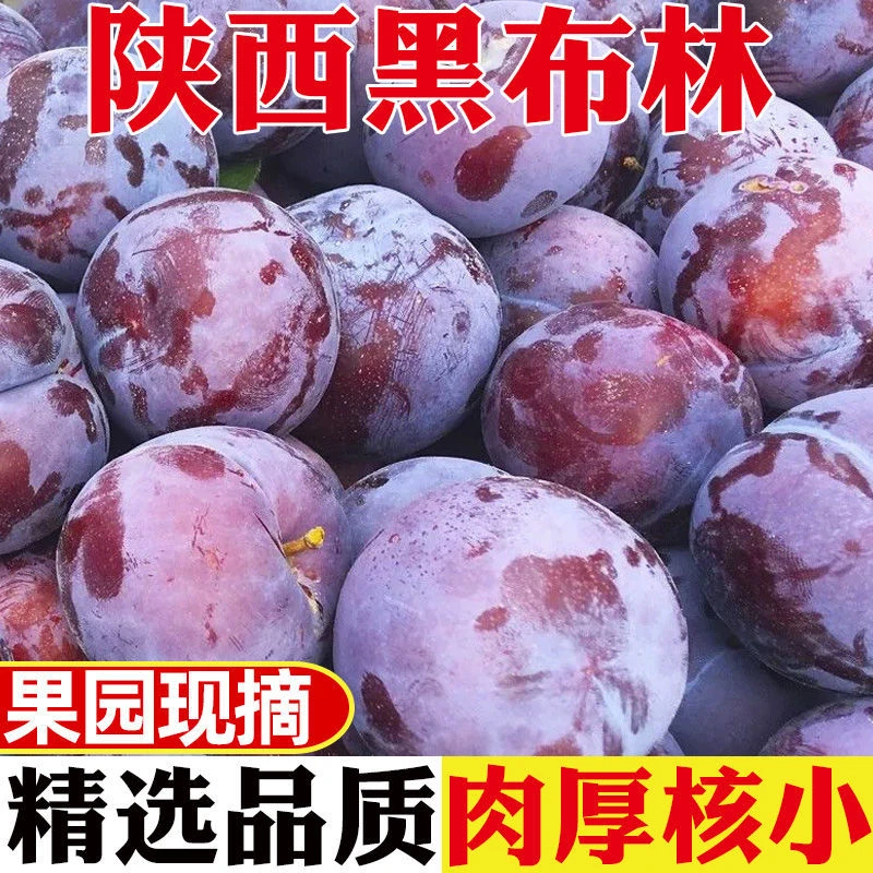 陕西黑布林李子酸爽硬吃偏酸放软吃酸甜爆汁孕妇应季水果新鲜