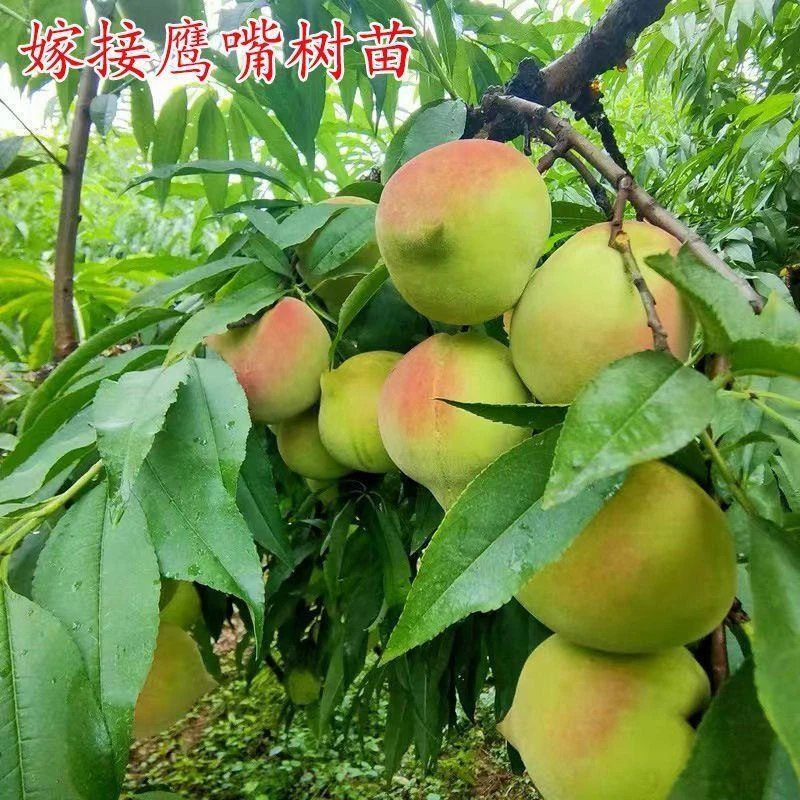 鹰嘴桃树苗嫁接正宗连平鹰嘴桃苗南北方种植盆栽地栽当年结果树苗