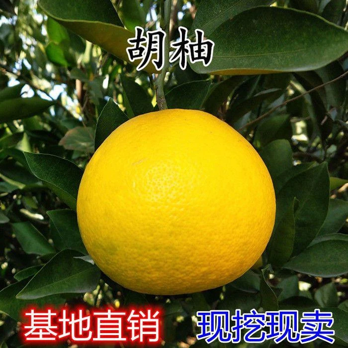 胡柚苗 常山胡柚苗 嫁接柚子树苗 甜柚蜜柚子果树当年结果