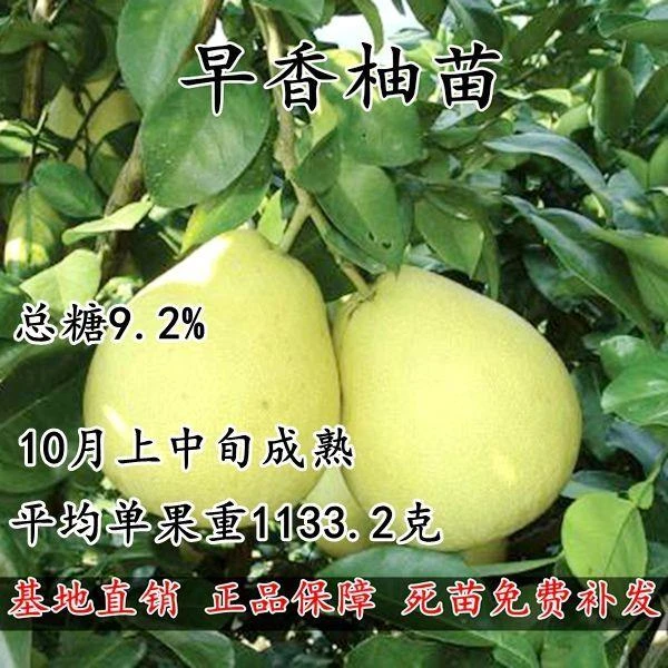 冰糖柚香柚果.嫁接柚子早香柚蜜柚.嫁接可当年结果苗甜柚苗
