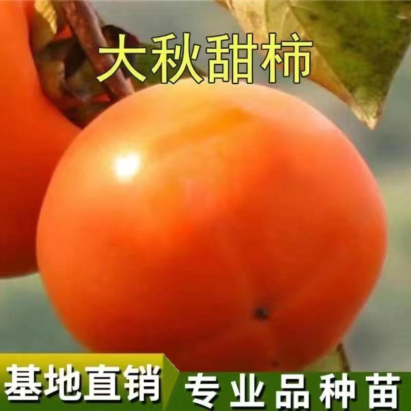 嫁接大秋柿子树苗日本太秋柿子苗无核脆甜柿子树苗当年结果果树苗