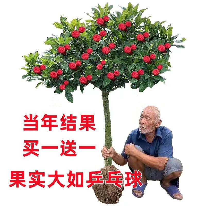 嫁接杨梅树苗当年结果盆栽地载东魁杨梅苗南北方种植早熟大杨梅苗