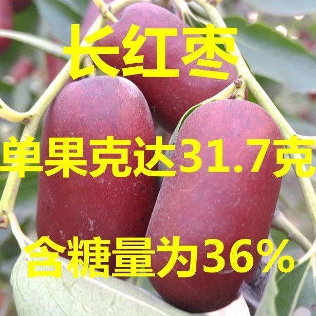 新疆和田玉枣长红枣枣树苗嫁接果树苗大红枣树苗当年结果南北种植