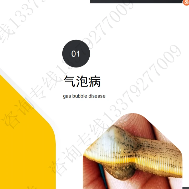 水蛭养殖问题解决教学视频【送】正版（水蛭养殖新技术实用书籍）一本