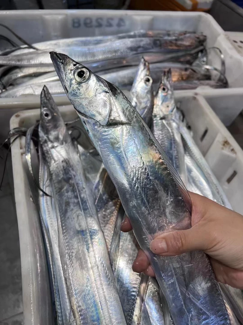 【金豆荚】6-7两/条东海新鲜海钓小眼睛带鱼 舟山海岛速冻发货