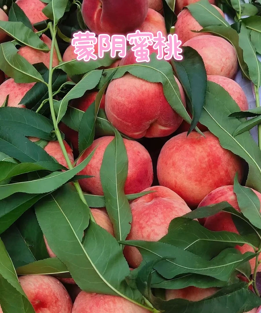 露天蒙阴水蜜桃（8号）脆甜爽口 脆桃党冲鸭