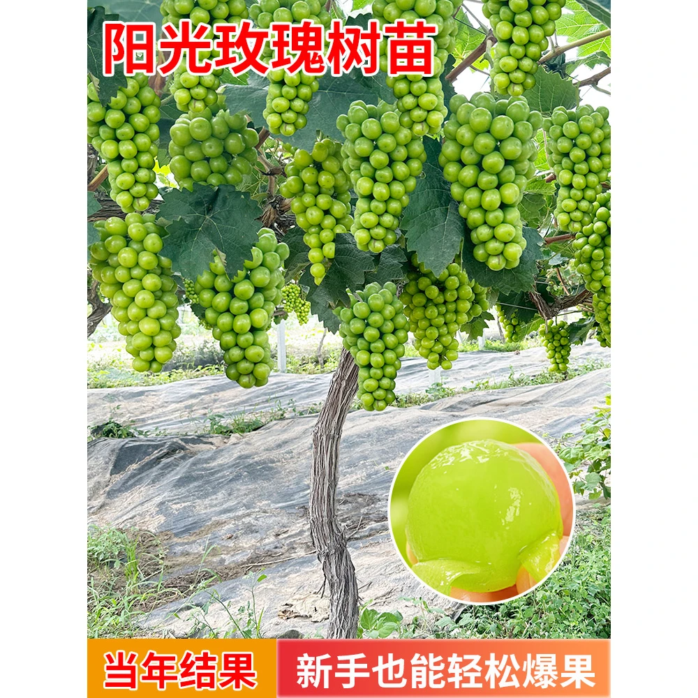 葡萄树苗阳光玫瑰巨峰蓝宝石葡萄苗南方北方种植庭院爬藤果树果苗