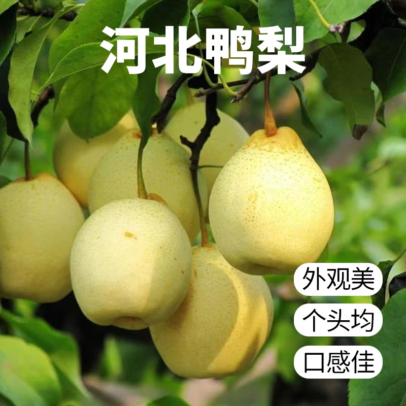 正宗河北鸭梨带箱5斤水果梨子脆甜多汁包邮水晶梨