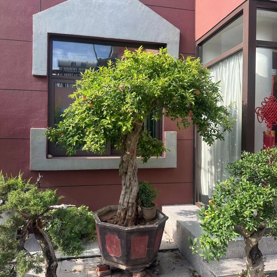 玩桩松柏盆景直播间一物一拍