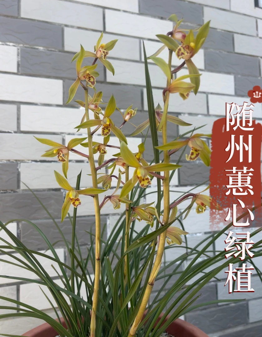 随州正宗带花苞蕙兰兰草绿植浓香兰花8至10苗整棵连体兰花草