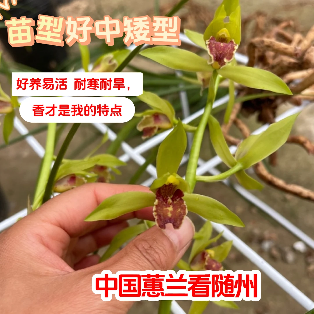 春兰浓香蕙兰九节兰好养易活耐寒耐热庭院阳台客厅绿植惠兰