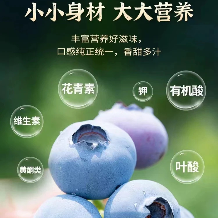 【好吃糖豆L25蓝莓】脆甜可口糖豆蓝莓500克蓝色爽口精选新鲜饱满