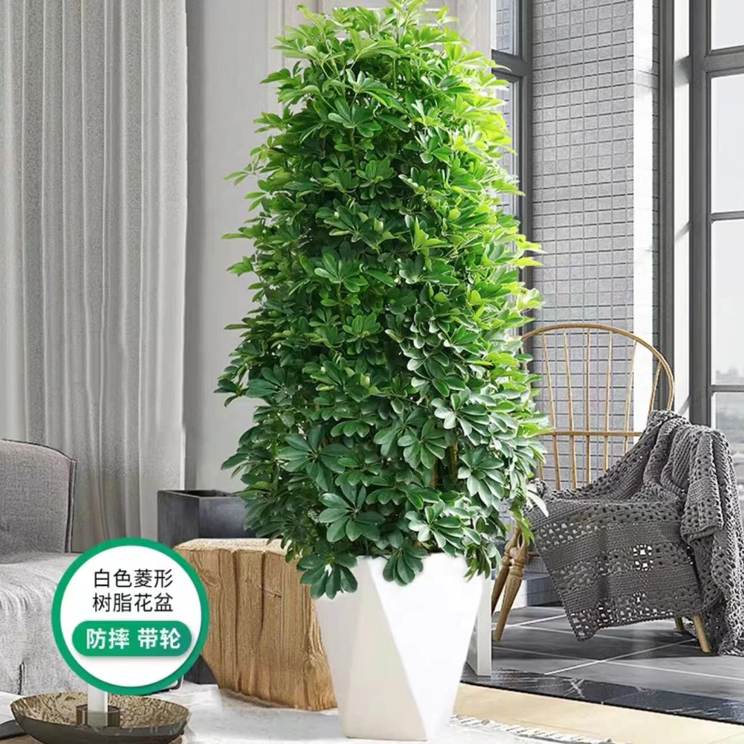 大鸭脚木七叶莲发财树八方来财鹅掌盆栽办公室客厅大型绿植物好养