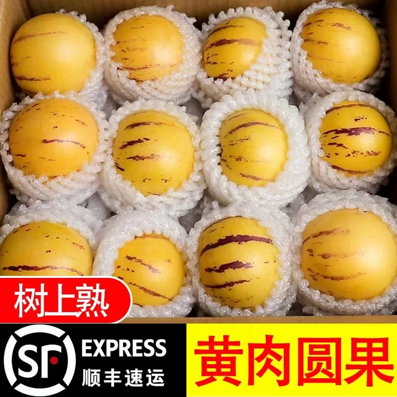 【爱心助农】正宗云南石林人参果黄心大果圆果自然熟新鲜应季水果