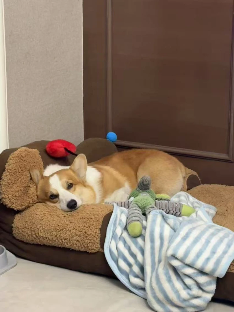 冬季保暖猫窝四季通用封闭式猫狗9.9-69.9no退换恶意退款拉黑