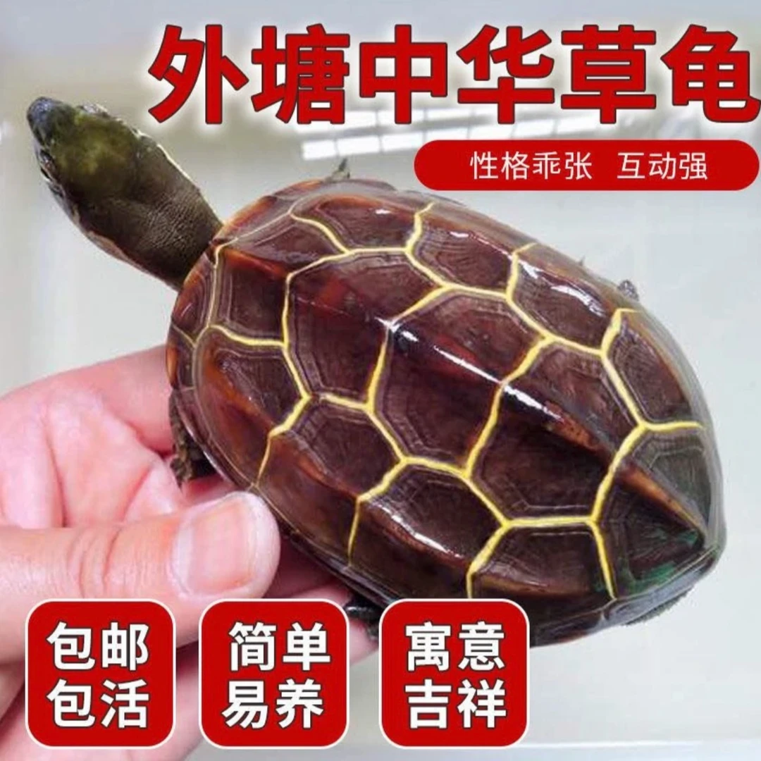 草龟墨龟观赏龟直播链接【请勿私自下单】