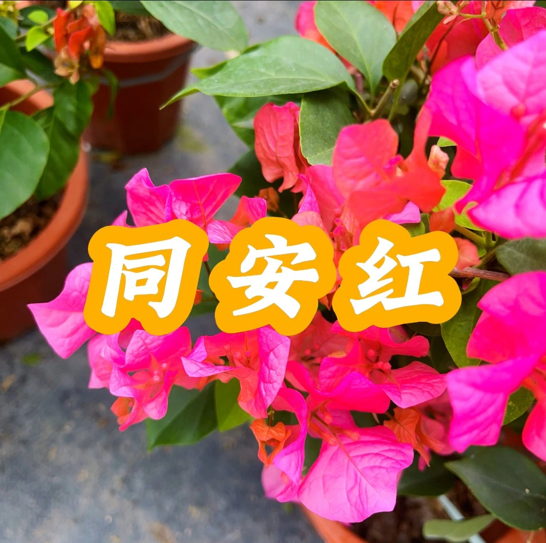 同安红【一物一拍】三角梅品种苗勤花爬藤飘枝易活紫色开花植株重瓣