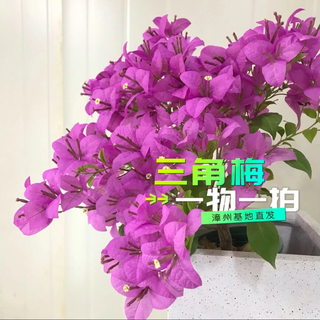 云南紫【一物一拍】三角梅品种苗勤花爬藤飘枝易活紫色开花植株