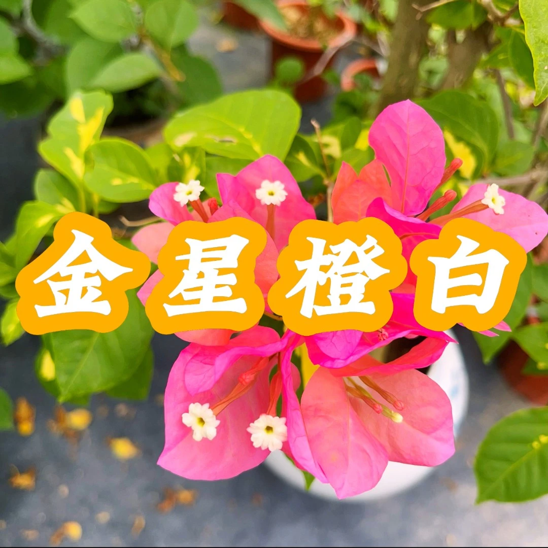 金星橙白【一物一拍】三角梅品种苗勤花爬藤飘枝易活开花植株重瓣