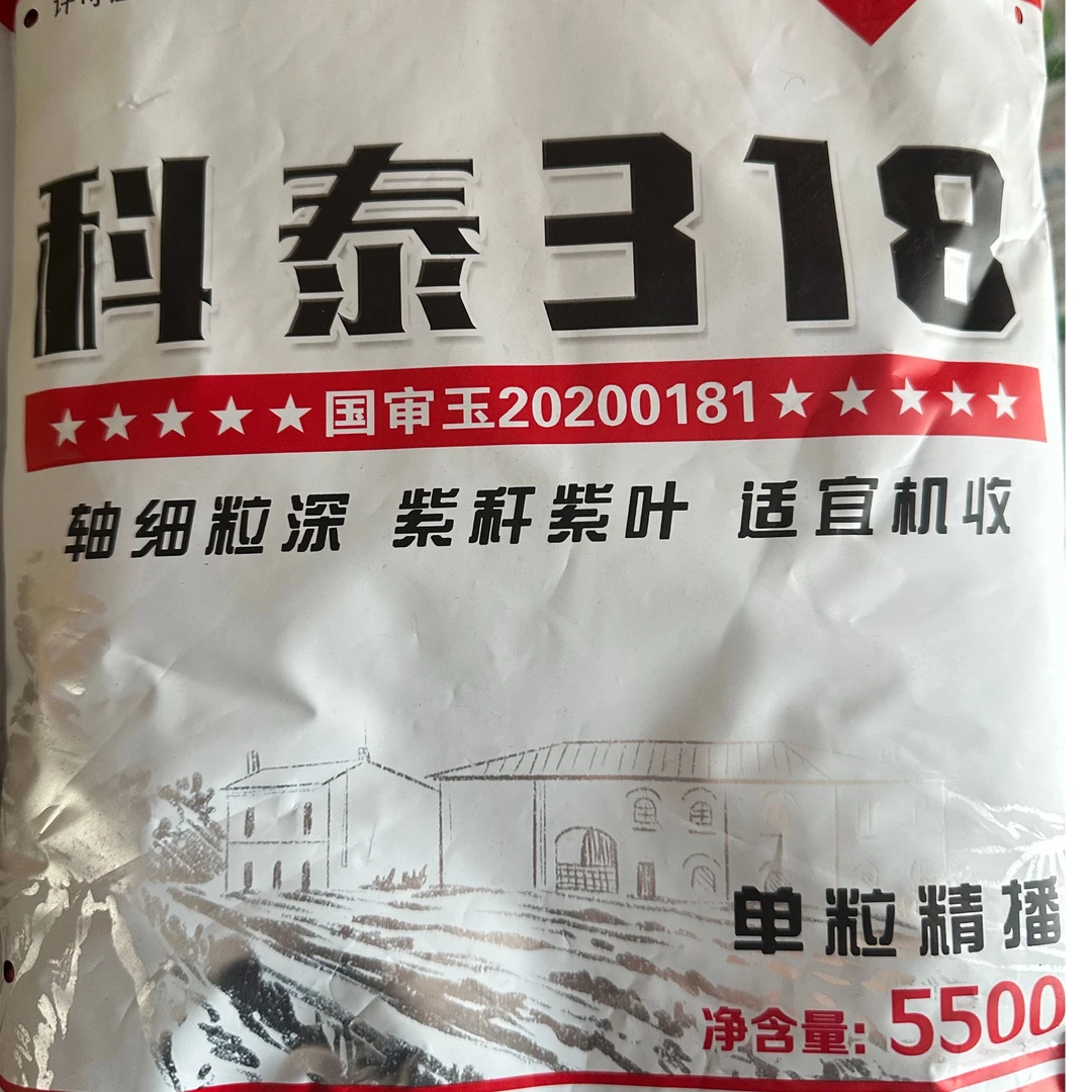 早熟高产长粒王318