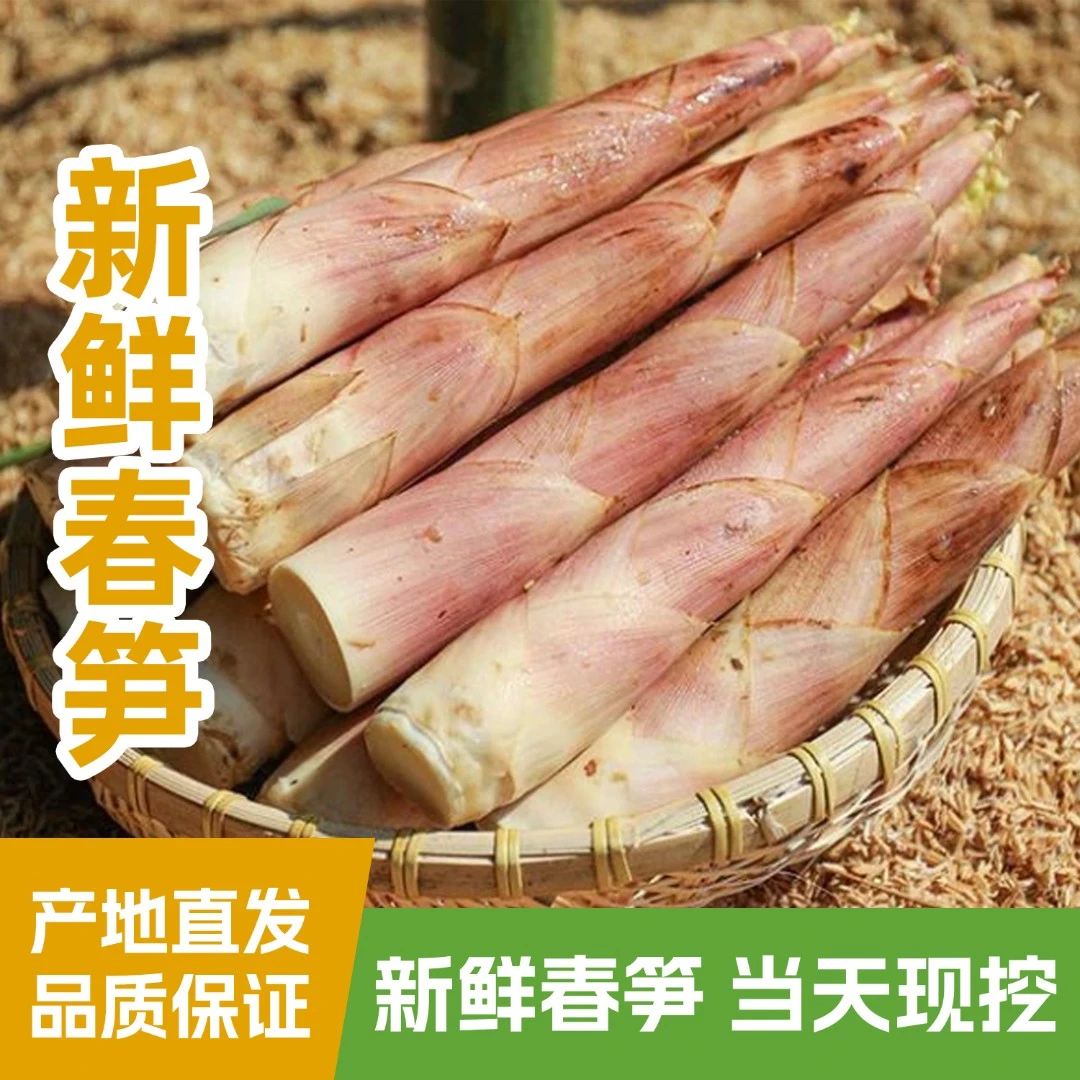 浙江本地春笋新鲜现挖竹笋油焖笋浙江特产农家惊雷笋腌笃鲜笋绿色