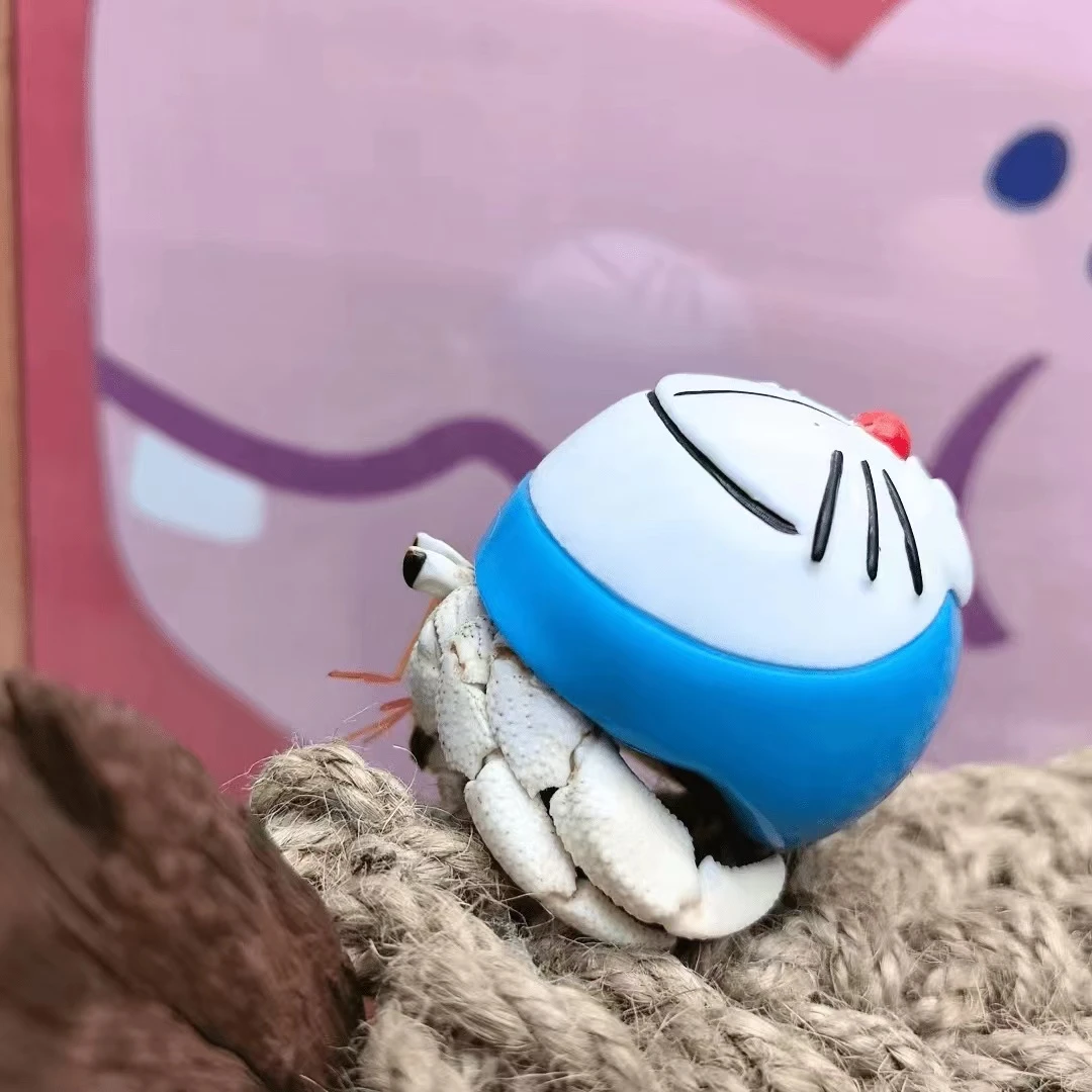 （蟹谢哩）寄居蟹链接