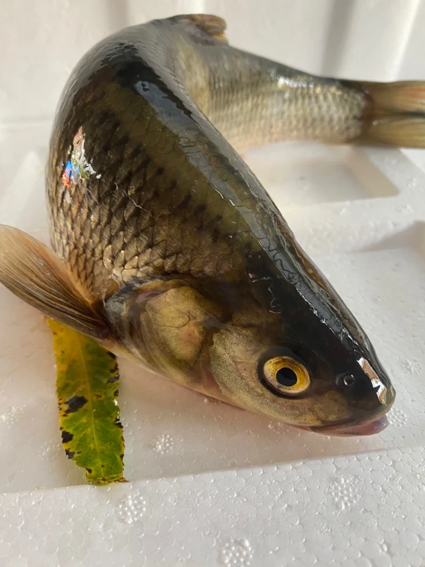 雅罗鱼，华子鱼，冷水鱼