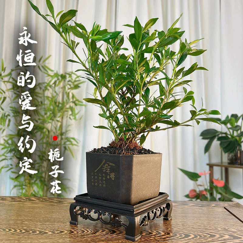 栀子花盆栽苗绿植室内大小花卉浓香带花苞四季开花栀子花精选造型