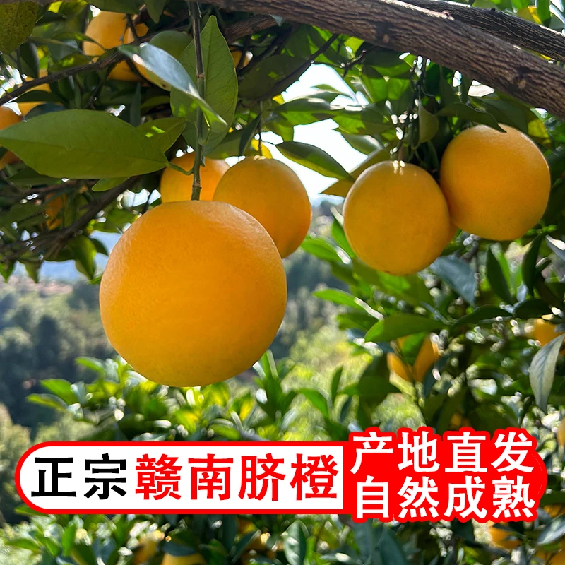 江西正宗赣南脐橙新鲜采摘发货带箱10斤