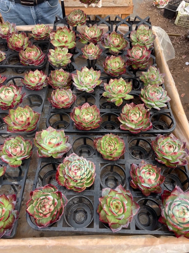 精品多肉植物 直播间一物一拍