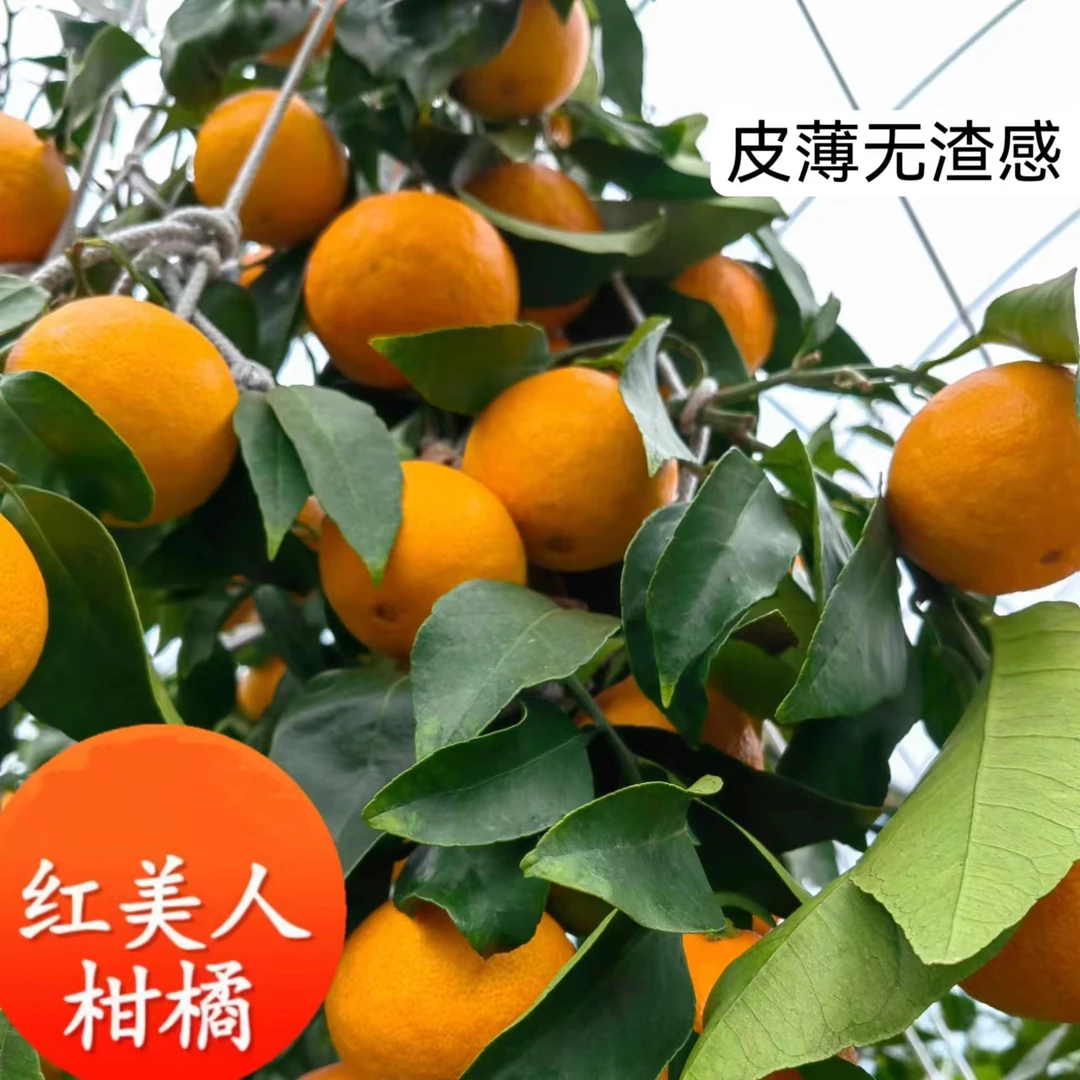 【象山直发】正宗象山产红美人柑橘果冻橙蜜桔橘子当季时令水果橙子