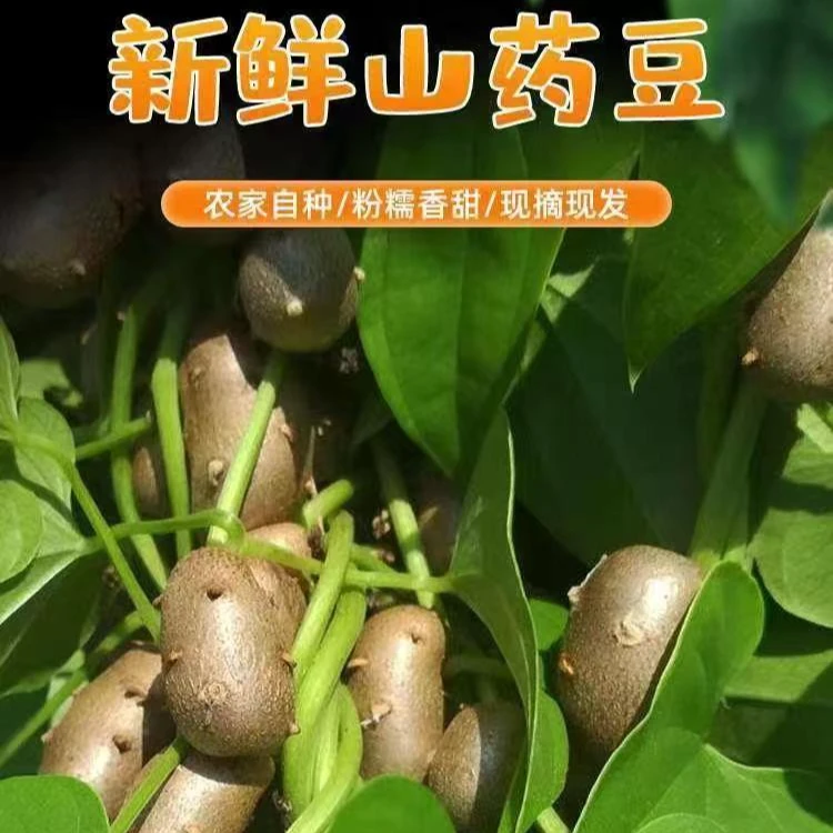 新鲜山药豆铁棍山药小白嘴山药豆软糯 山药豆混豆（嫌小勿拍）