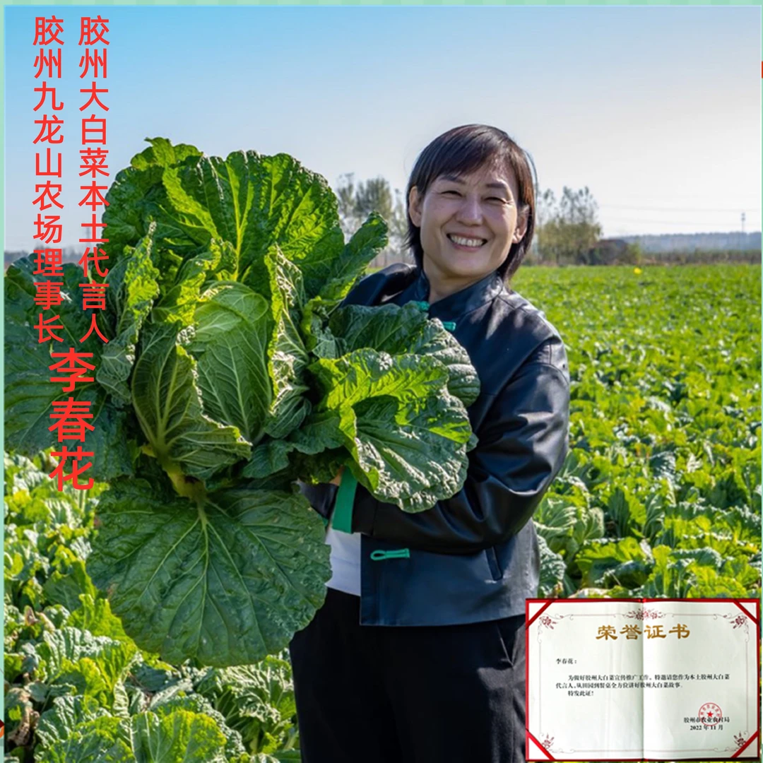 有机认证正宗胶州大白菜胶州九龙山农场基地直供发中通快递