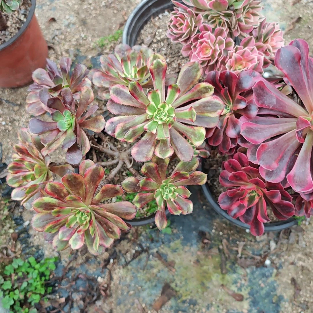 小许多肉植物法师