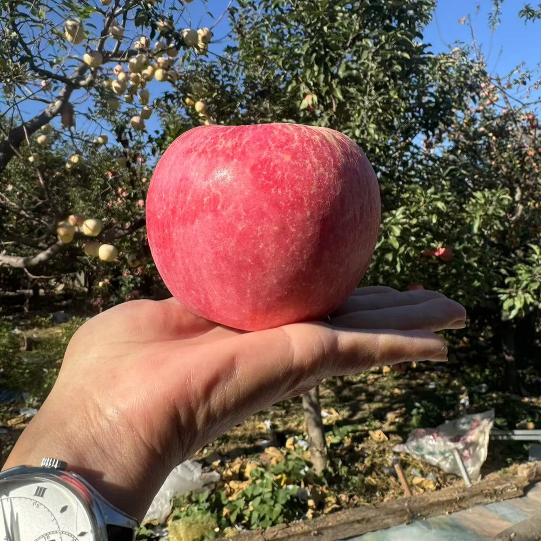 寒富苹果东北辽宁寒富苹果医巫闾山区阳坡树熟黄瓤老品种脆甜可口