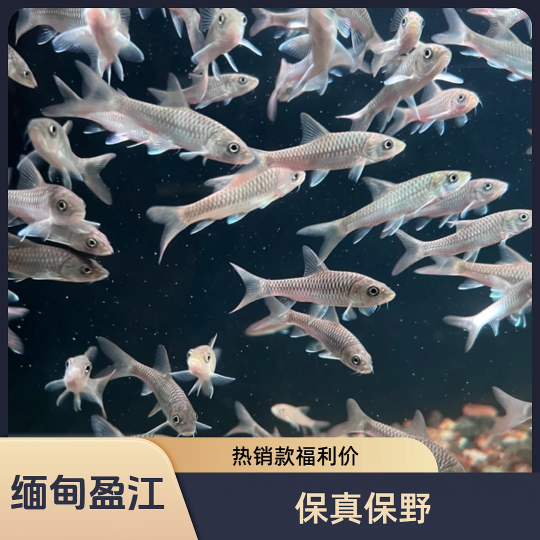 盈江结鱼皇室金大头野史吉罗鱼似野结鱼原生观赏鱼