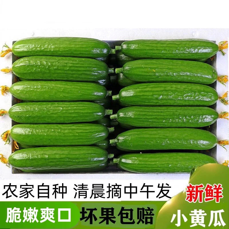 山东新鲜水果黄瓜4斤 皮薄鲜嫩美味可口拍4送1到手5斤