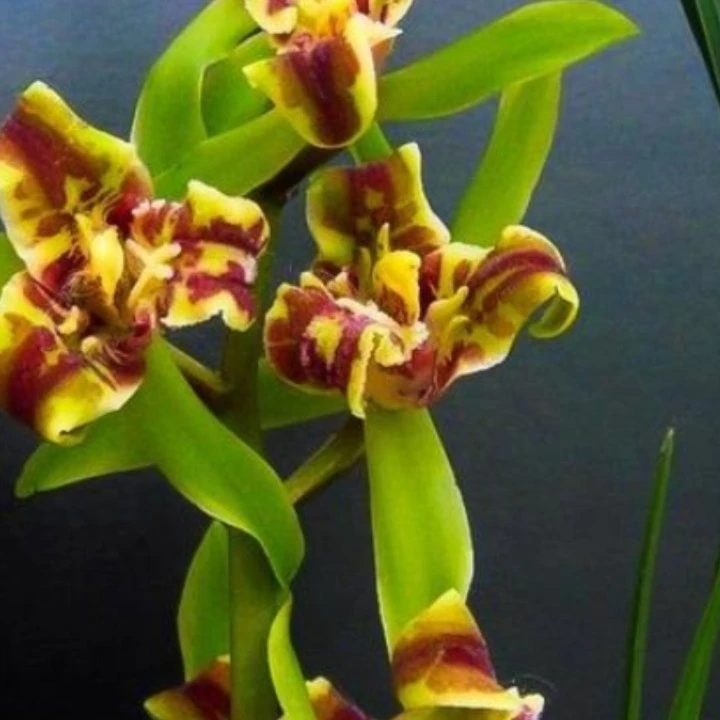 蕙兰春兰浓香品种精品兰花