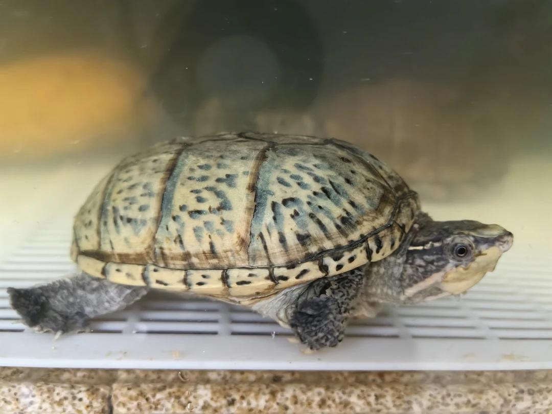 麝香龟顺丰包邮-（拍开箱视频包7天饲养风险，送龟粮一小包）