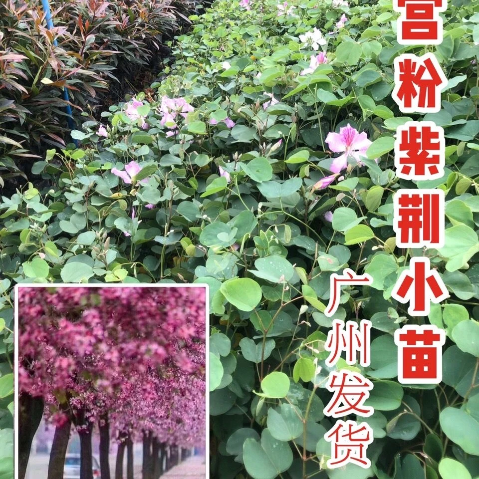 正宗宫粉紫荆树苗 紫荆花红花紫荆弯叶树红花羊蹄甲 公园盆景地栽