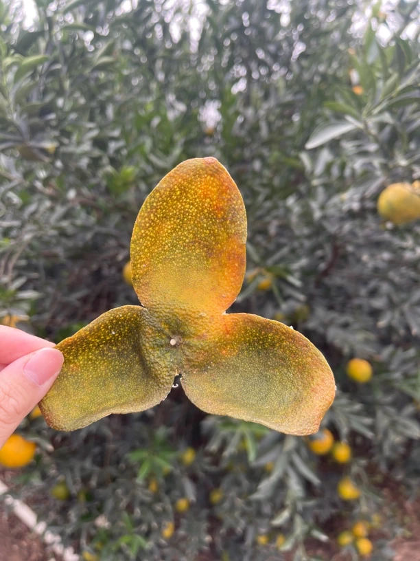 2024年新会小冈驳枝二红皮