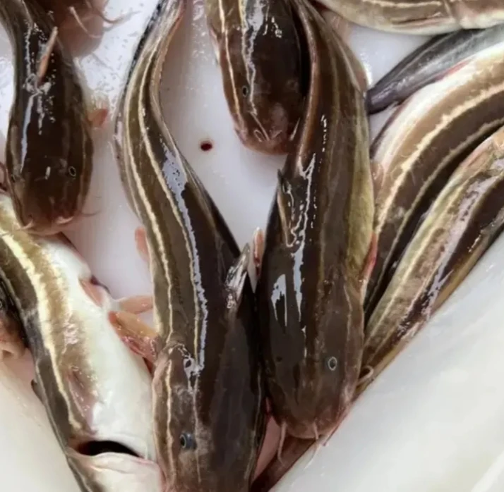 沙毛鱼  斤3-4条 拍下发五斤！