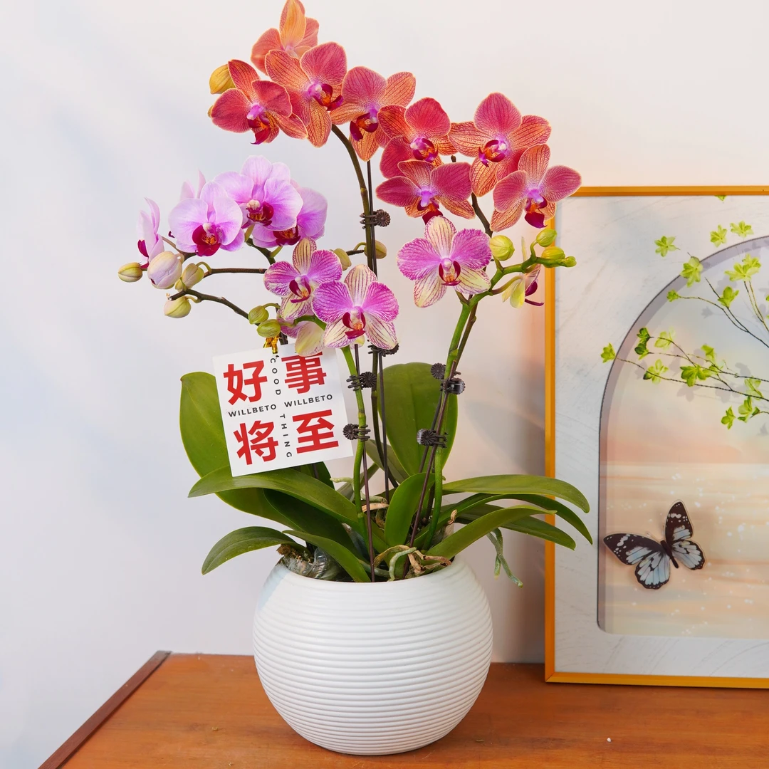 【繁花似锦】甄选 蝴蝶兰艺术组盆