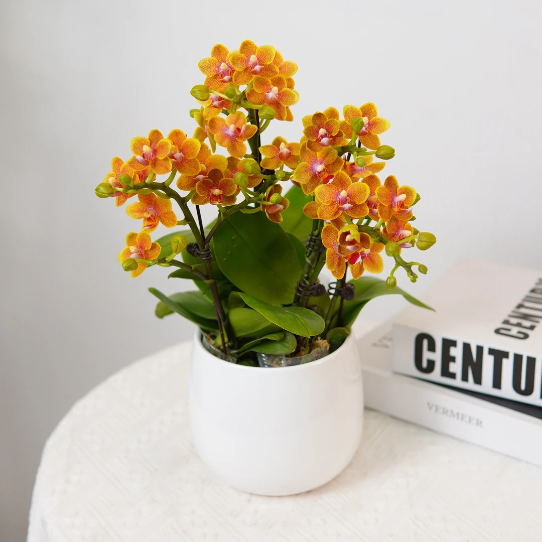 【金币】带香味型蝴蝶兰欧品花期长好打理绿色栽培室内种植