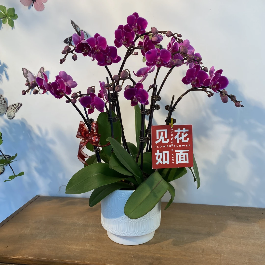 【吉祥如意】蝴蝶兰 艺术组盆 花期长 好养护