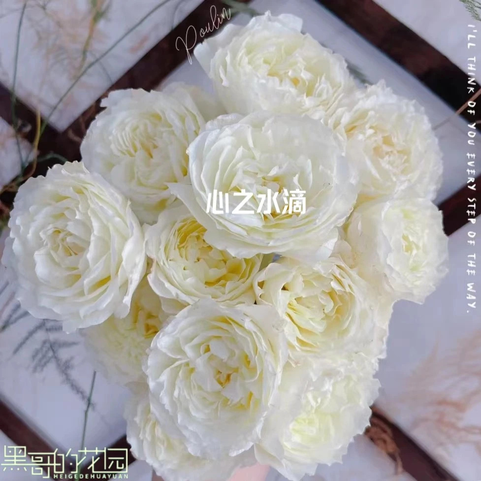 宜然园艺心之水滴2加仑灌木花苗欧洲月季多季节重复开花