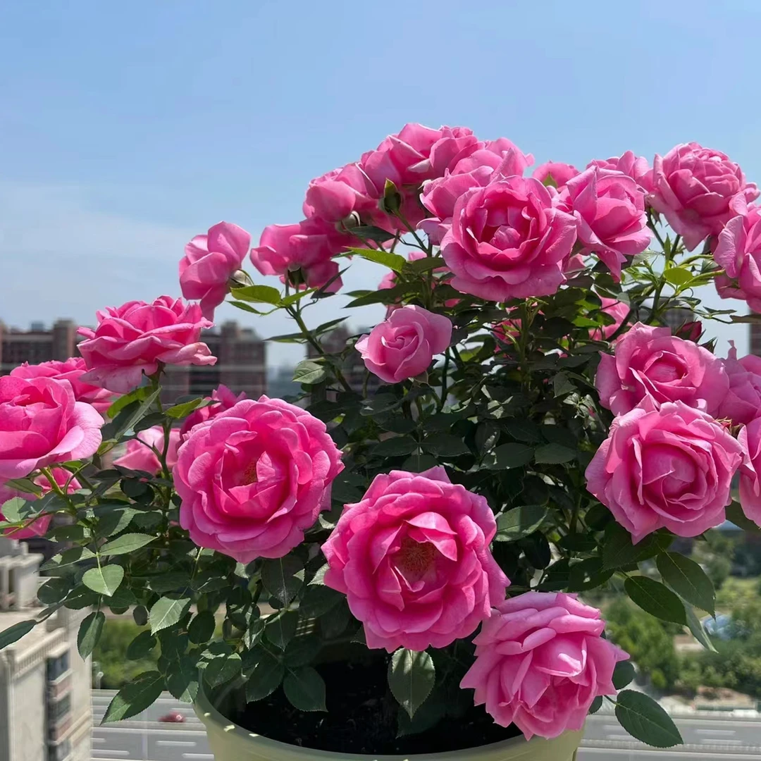 宜然园艺淑女棒棒糖1加仑灌木花苗月季多季节重复开花