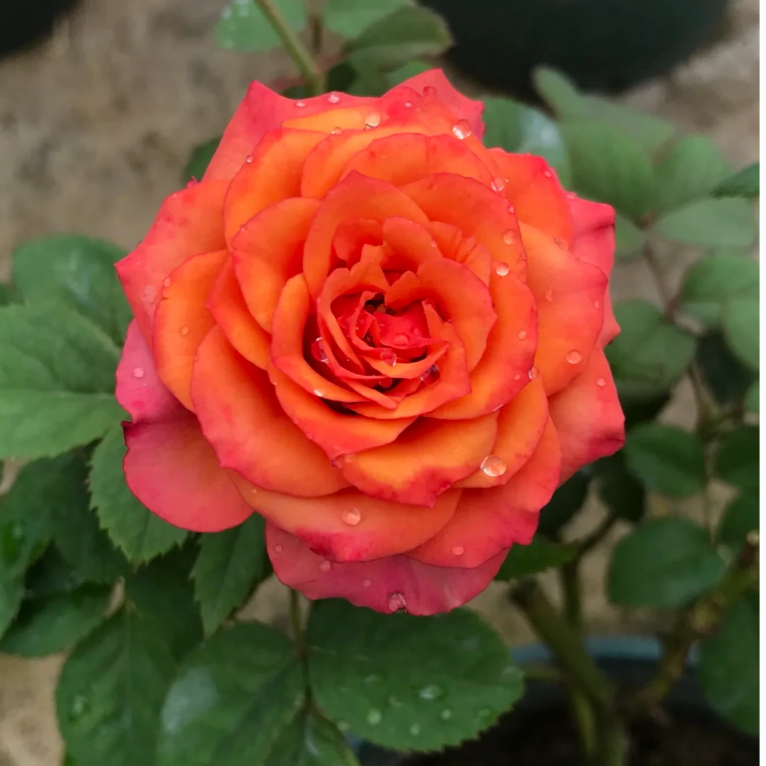 宜然园艺  复古棕色 1加仑 灌木花苗欧洲月季多季节重复开花