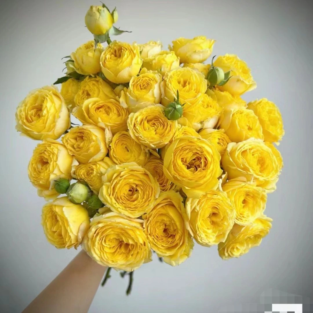 宜然园艺米兰公主1.5加仑灌木花苗欧洲月季多季节重复开花